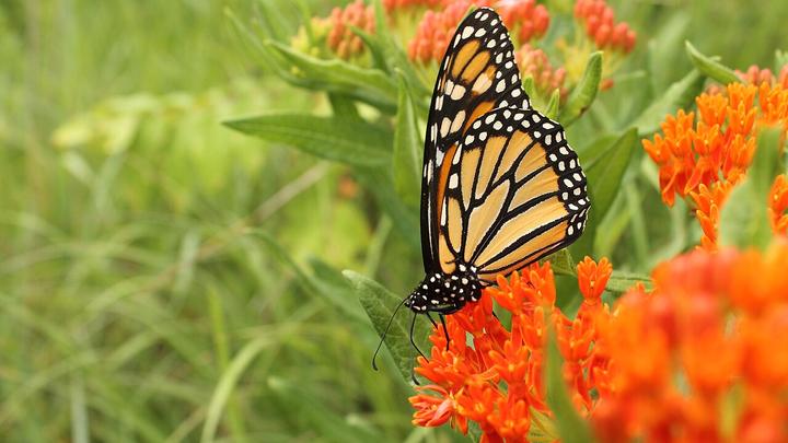 Flowering nectar shrubs and a shaded planted border in a municipal park, the habitat planting used for butterfly and bird sanctuary sites.