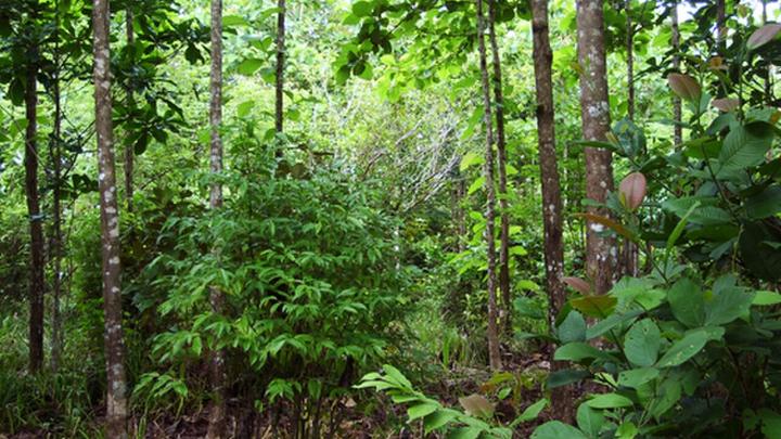 Dense stand of young native trees planted close together, the high-density planting method used for Miyawaki micro-forests.